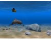 Dolphin Aqua Life 3D Screensaver 3.0.3